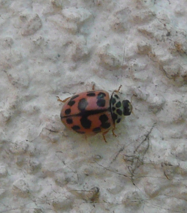 Synharmonia (cio, Oenopia) conglobata